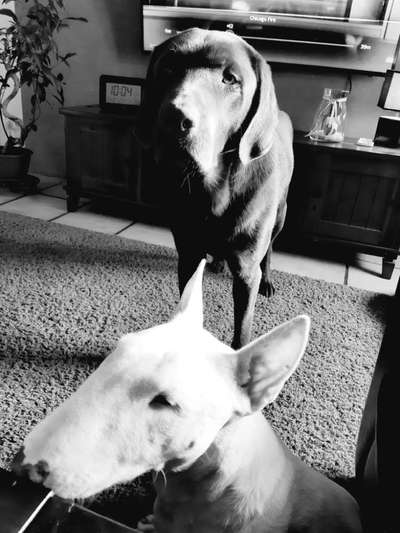 Foto-Challenge 76: Foto in Schwarz-Weiss-Beitrag-Bild