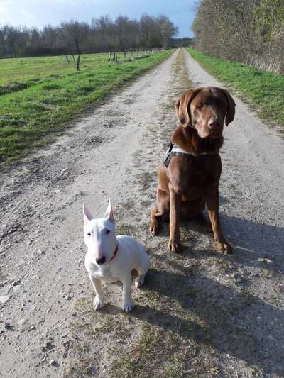 Labradorfans-Beitrag-Bild