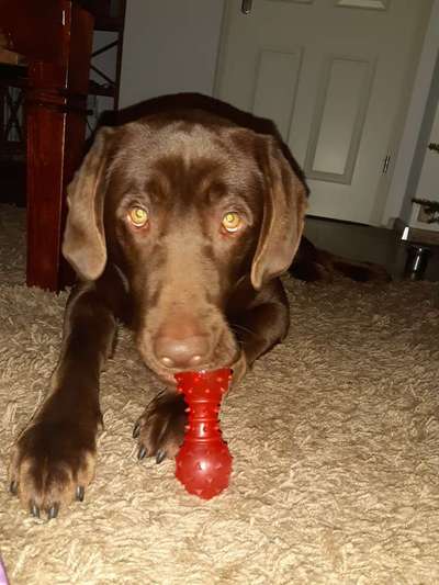 Lustigsten Grimassen von euren Hunden-Beitrag-Bild