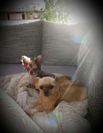 Kleine Hunde ganz Groß-Beitrag-Bild