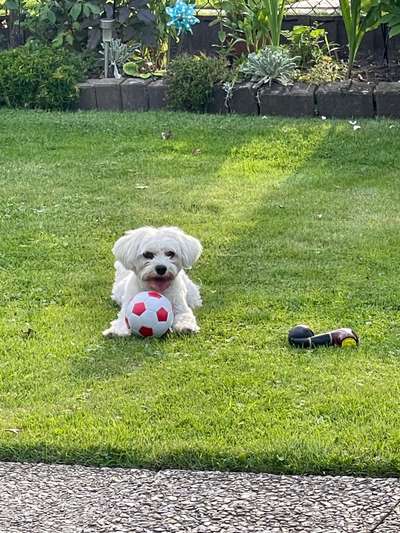 Hundetreffen-Spielrunde & Gassi gehen-Bild