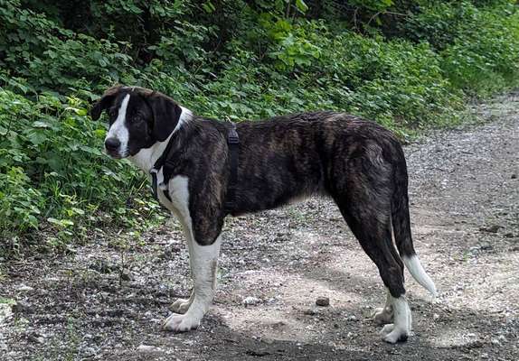 Herdenschutzhunde-Beitrag-Bild