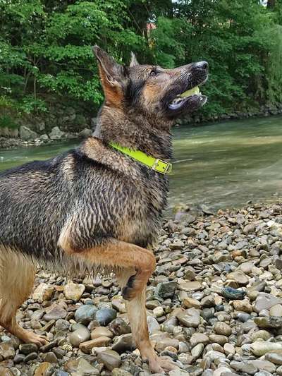 Schäferhund-Fans?-Beitrag-Bild