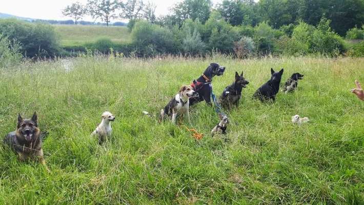 Hundetreffen-Weilheimer Hunde Halter Gruppe auf Facebook kontaktieren dort finden sie die Treffpunkte-Bild