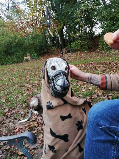 Wer hat mit diesen "Maulkorb" Erfahrung?-Beitrag-Bild