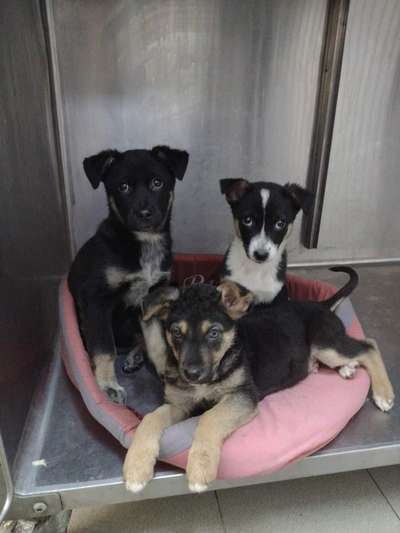 Tierschutz - Auslandstierschutz oder örtliches Tierheim?-Beitrag-Bild