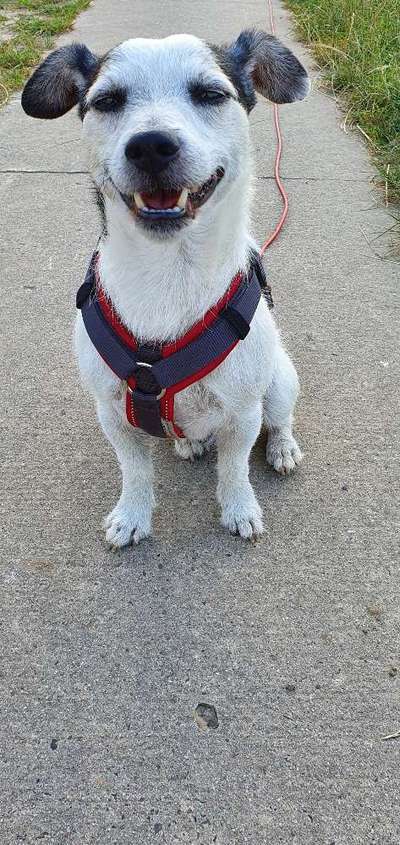 Rassen und ihre Eigenschaften-Beitrag-Bild