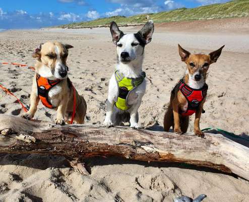 Die Dogorama Wochen Challenge: “Dein Hund im Urlaub”-Beitrag-Bild