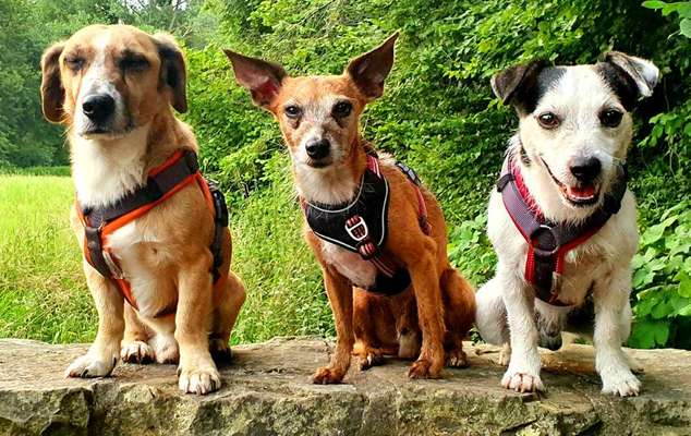 Welche Hunderasse-Beitrag-Bild