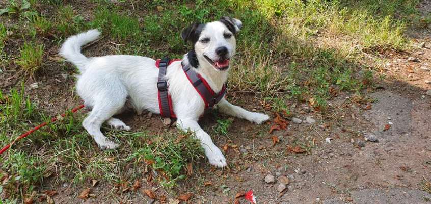 Jack Russel-Beitrag-Bild