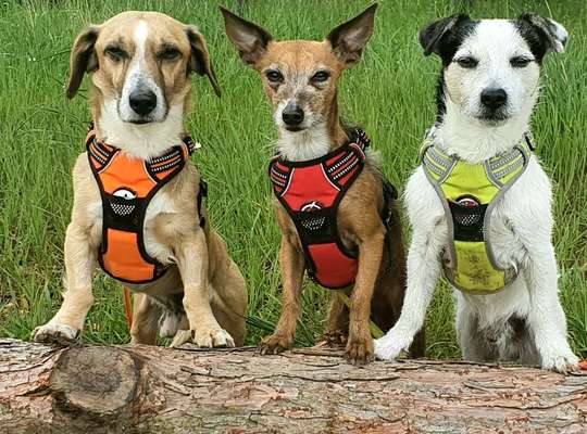 Lieblingsbild von euren Hunden?-Beitrag-Bild