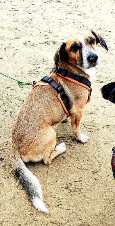 Jack Russel Dackel Mischlinge-Beitrag-Bild