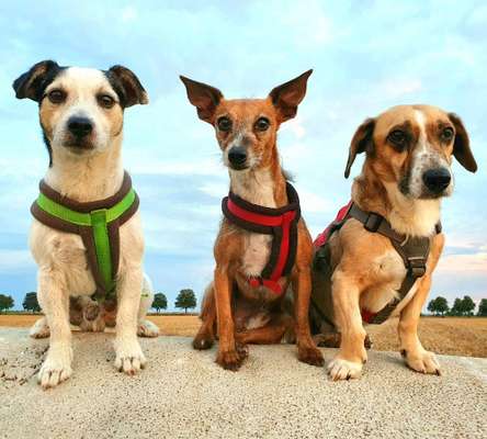 Wo sind die Jack und Parson Russell Terrier?-Beitrag-Bild