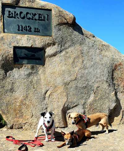 Challenge 41 - Mein Hund im Urlaub-Beitrag-Bild