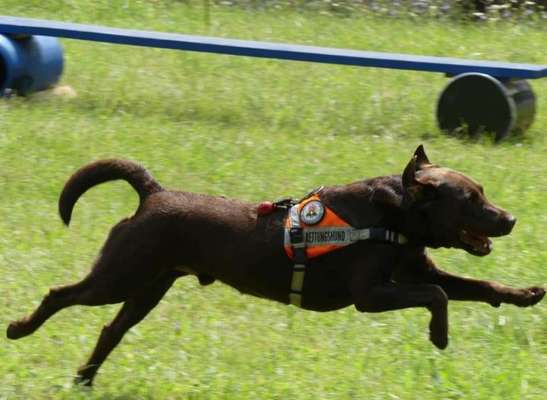 Die Dogorama Kalender Challenge 4/4-Beitrag-Bild