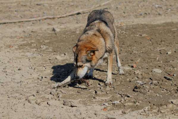 Lieblingsbild von euren Hunden?-Beitrag-Bild