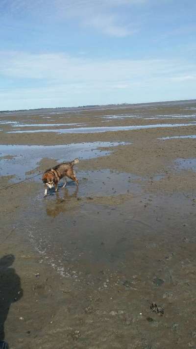 Hunde im Urlaub-Beitrag-Bild