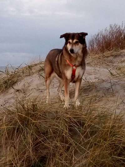 Die Dogorama Wochen Challenge: “Dein Hund im Urlaub”-Beitrag-Bild