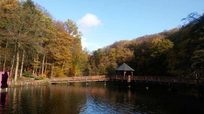 Die wunderschöne Welt mit Hund.-Beitrag-Bild