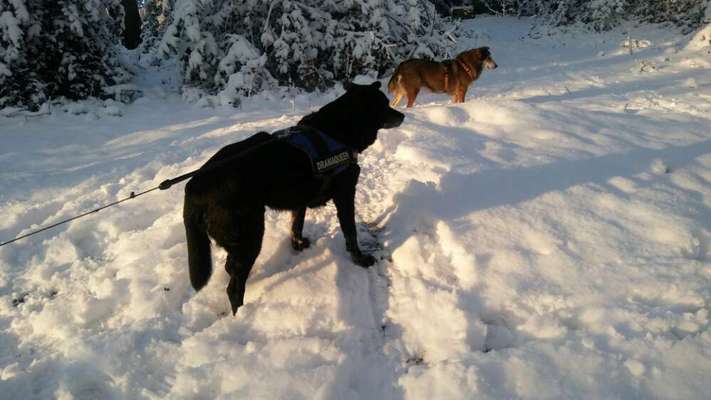 Bester Freund, Hundekumpel - zeigt her!-Beitrag-Bild