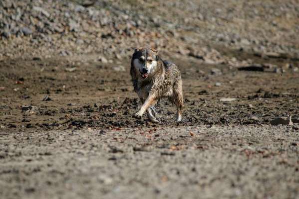 Zeigt mal die schönsten Bilder von euren Hunden !-Beitrag-Bild