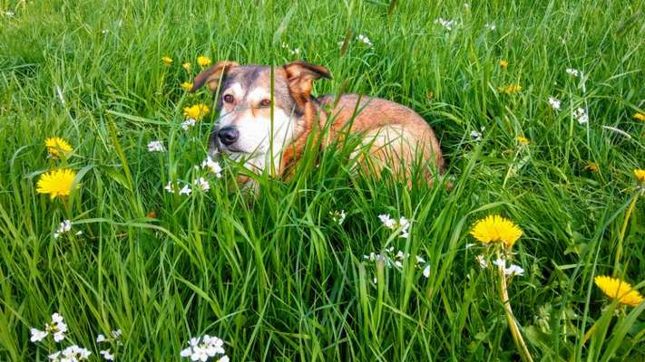 Fotochallange 63: "Dein blühendes Hündchen"-Beitrag-Bild