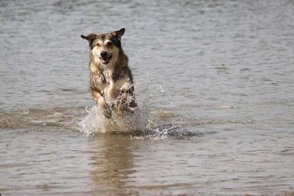 Dogorama-Monats-Challenge-Mai "Wasser"-Beitrag-Bild