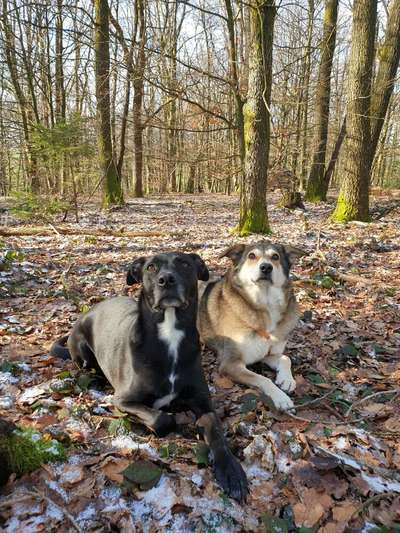 Bester Freund, Hundekumpel - zeigt her!-Beitrag-Bild