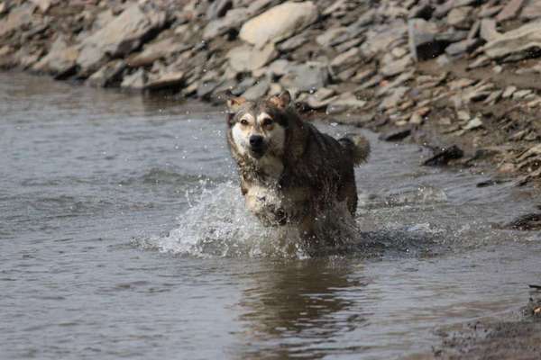 Fotochallenge 66 ~ Rennaction -Zeig deinen Hund im Lauf-Beitrag-Bild