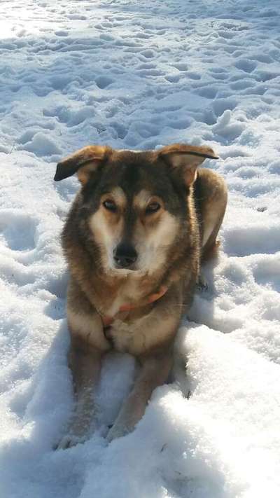 Rassen und ihre Eigenschaften-Beitrag-Bild