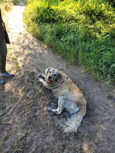 Die Dogorama Kalender Challenge Teil 3/4-Beitrag-Bild