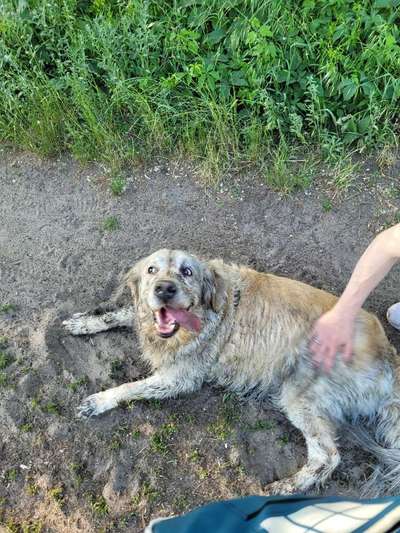 Die Dogorama Kalender Challenge Teil 3/4-Beitrag-Bild