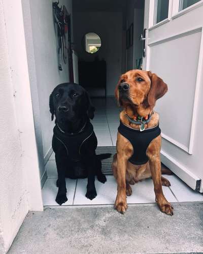 Hundetreffen-Suchen Hundefreunde aus der Umgebung (Fürth)-Bild