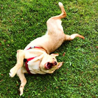 Lustige Bilder-Beitrag-Bild