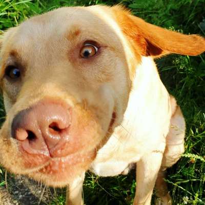 Lachen😀 eure Hunde auch so gerne😂-Beitrag-Bild