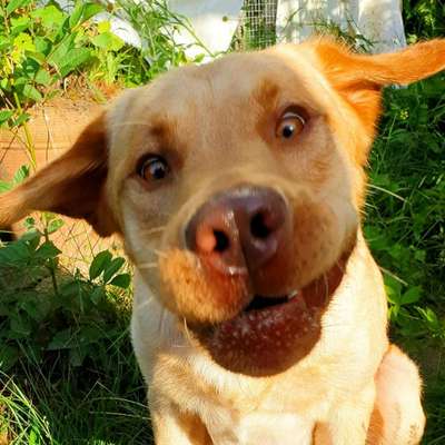 Lustige Bilder-Beitrag-Bild