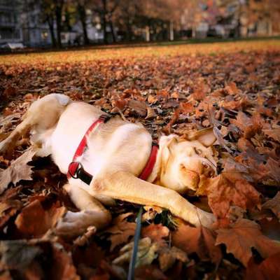 Lustige Bilder-Beitrag-Bild