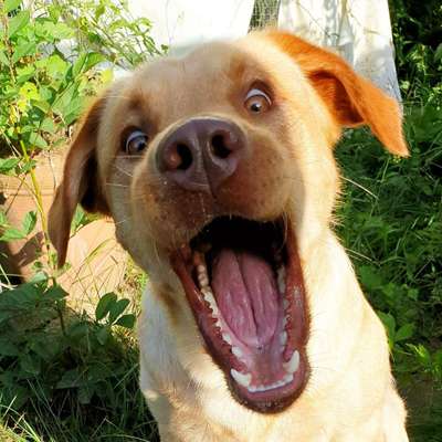 Lachen😀 eure Hunde auch so gerne😂-Beitrag-Bild