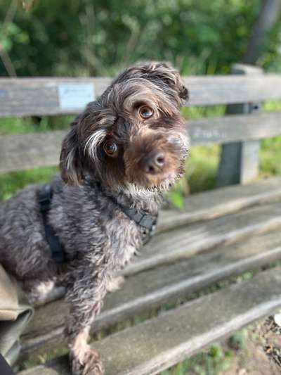 Hundetreffen-Gemeinsam Spazieren die Hunde können sich gegenseitig kennenlernen ❤️-Bild