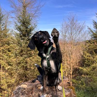 Hundetreffen-Wander-Abenteuer & Trainings-Buddys in Wiesbaden und Umgebung gesucht! 🐾-Bild
