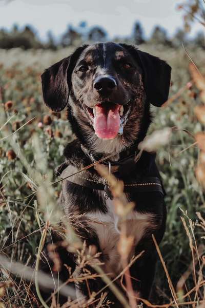Fotowettbewerb Natur-Beitrag-Bild