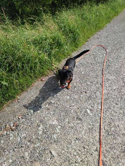 Hundetreffen-Gemeinsame Spaziergänge-Bild