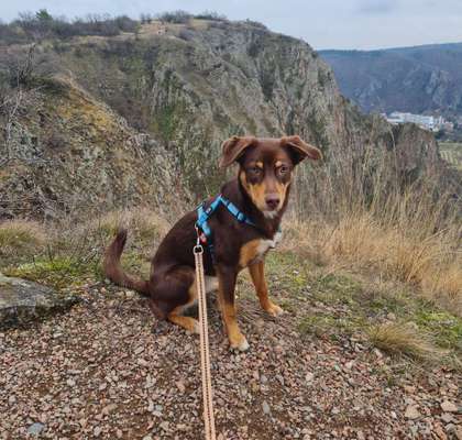 Aussiedors oder Leopard Labrador Gruppe-Beitrag-Bild