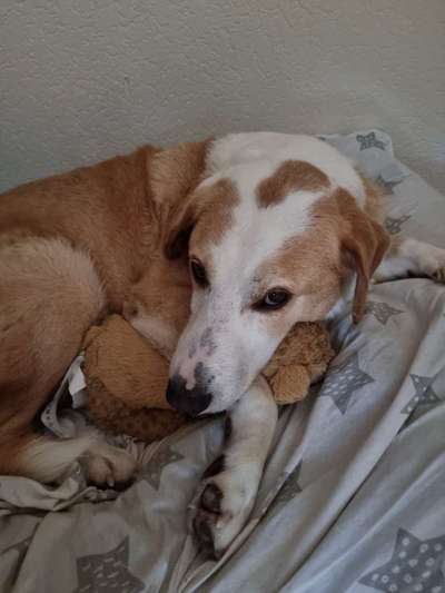 TierschutzhundeStammtisch🐕-Beitrag-Bild