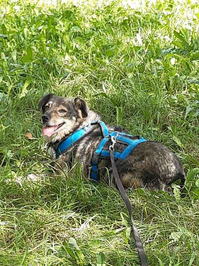 TierschutzhundeStammtisch🐕-Beitrag-Bild