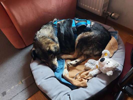 Mischlingshunde Foto Aufruf-Beitrag-Bild