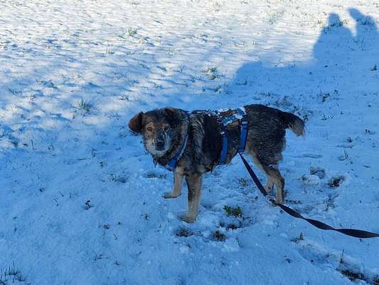 Kann mir das Tierheim meinen Hund wegnehmen?-Beitrag-Bild