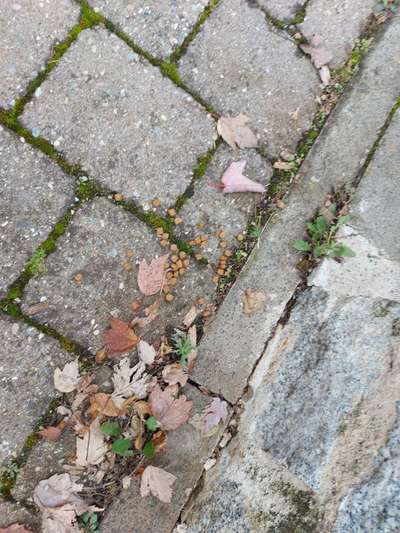Giftköder-Verteilte Futterstücke-Bild