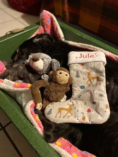 Wie ich meine Tiere verabschiede-Beitrag-Bild