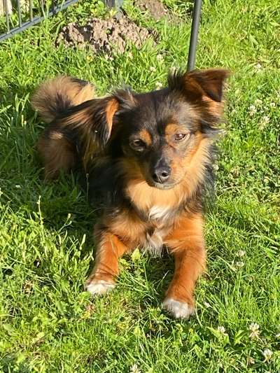 Wie kamst du zu deinem Hund?-Beitrag-Bild